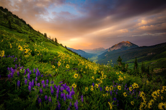 Wildflowers over a beautiful valley with a mountain in the distance under a sunrise sky.