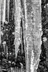 Fototapeta na wymiar icy needles in the forest
