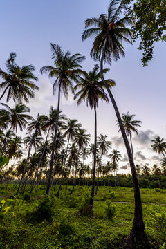 Scenery with coconut palm trees, Morro de Sao Paulo, Bahia, Brazil