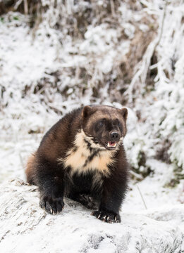 Front view of wolverine (Gulo gulo) sitting on snow, Haines, Alaska, USA