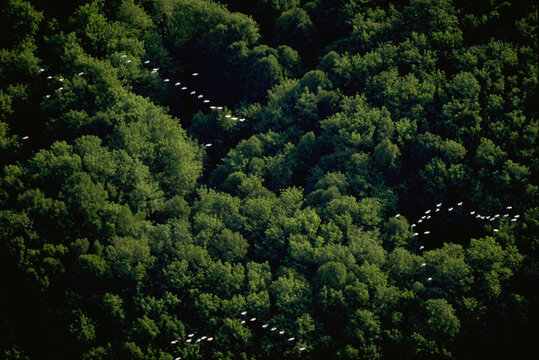 Birds Aerial