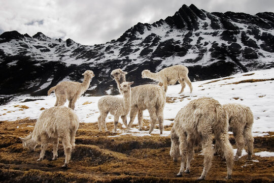 Alpaca, herded by the traditional Q'eros people, search for food below melting snow.
