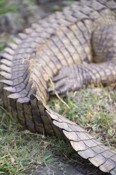A crocodile tail on the banks of the Chobe River in the Chobe National Park, Botswana.