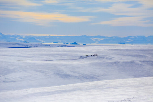 Distant View Of A Musk Ox And Snow Tracks On The Rolling Hills Of Jameson Land