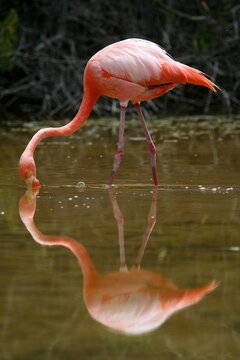 Flamenco, Phoenicopterus ruber, San Cristobal island