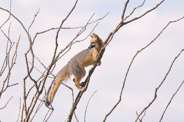 A gray fox in an ocotillo plant looking for food in Big Bend National Park, Texas.