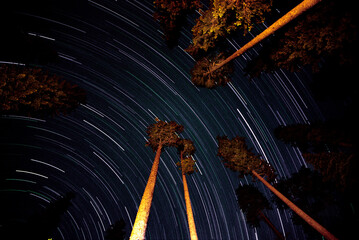 Star trails in the forest