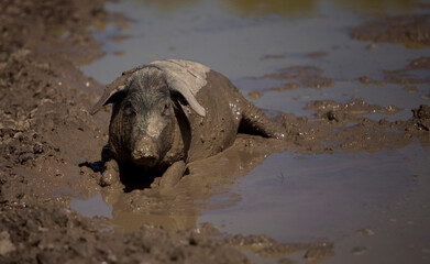A Spanish Iberian pig, the source of Iberico ham known as pata negra, cools off in a mud pool.