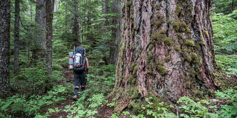 A woman hikes past a huge tree in north Cascades National Park