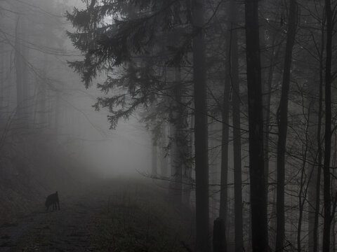 Silhouette of trees and dog in Black Forest, Baden-Wurttemberg, Germany