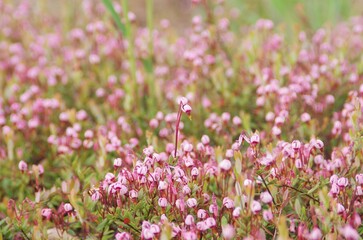 高層湿原の春、小さなツルコケモモの花が満開で群生していました。