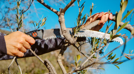 cutting a branch of an olive tree with a pruning saw