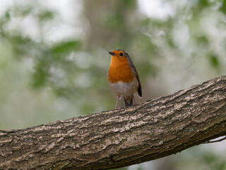 Robin Perched on a Branch