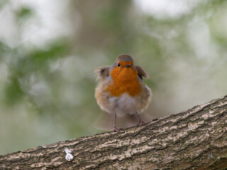 Robin Perched on a Branch