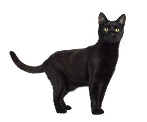 Black adult house cat, standing up side ways. Looking straight to camera. Isolated cutout on a...