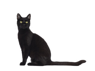 Black adult house cat, sititng up side ways. Looking straight to camera. Isolated cutout on a...