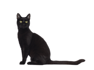 Black adult house cat, sititng up side ways. Looking straight to camera. Isolated cutout on a transparent background.