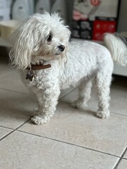 Cute Small lapdog in pet shop