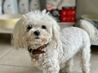 Cute Small lapdog dog in pet shop