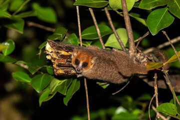 Brown Mouse Lemur, (Microcebus rufus), beautiful small nocturnal lemur feeding in night forests, Ranomafana National Park, Madagascar wildlife animal