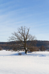 Fototapeta na wymiar Ein Baum im Winter