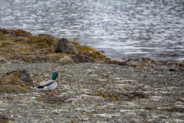 Mallard is a coastal bottom-grazing seabird and a wetland-associated bird species that belongs to the genus Anas in the tribus grass duck, Northern Norway,scandinavia,Europe