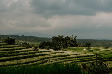 Fototapeta na wymiar Bali, Indonesia. Jatiluwih Rice terraces in a tropical island. Lush green Balinese landscapes and green paddies surrounded by palm trees and hills. 