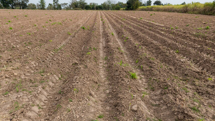 Fototapeta na wymiar Rows of soil before planting. Furrows row pattern in a plowed field prepared for planting crops in spring. view of land prepared for planting and cultivating the crop.
