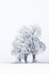 three clone trees in the snowy landscape in a vertical frame