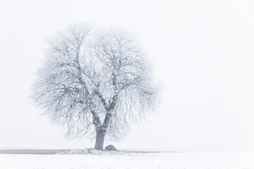 Fototapeta na wymiar landscape with tree in snow 