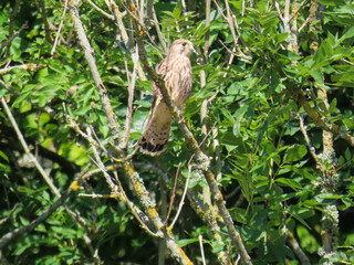 kestrel a bird of prey species belonging to the kestrel group of the falcon family perched in a tree