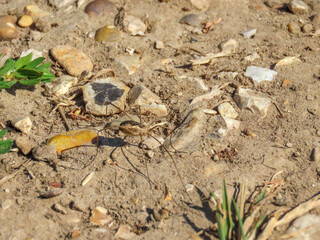 euopean havestman a species of phalangids