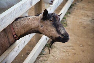 Fototapeta premium 牧場で飼われている可愛いヤギ