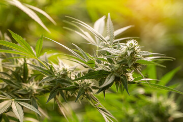 Close-up of marijuana in a greenhouse