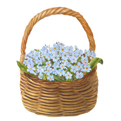 Fototapeta na wymiar Watercolor Easter illustration of a bouquet of forget-me-nots in a wicker basket isolated