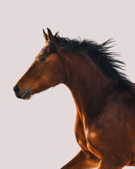 Bay Freiberger horse running with off-white background