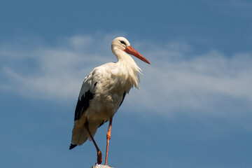 White stork on a pole against a clear blue sky