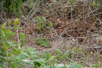 Westliche Smaragdeidechse (Lacerta bilineata)