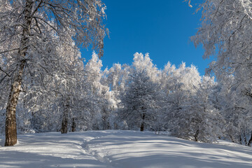 Forest in the mountains on a sunny winter day