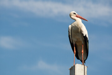 White stork on a pole against a clear blue sky