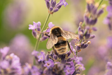 bumblebee collects nectar on lavender flowers