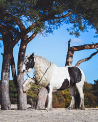 Black and white tinker horse lifting its right front leg in the sand with big tree in the background