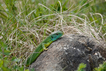 Westliche Smaragdeidechse (Lacerta bilineata)