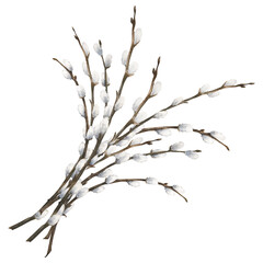 Watercolor easter illustration of a bouquet of pussy-willow branch isolated on white background - obrazy, fototapety, plakaty