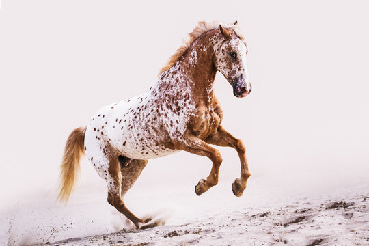 Appaloosa horse with spots cantering in the sand up the hill with off-white background 