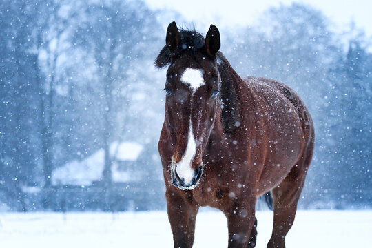 Bay KWPN horse in the snow with white markings and blue background