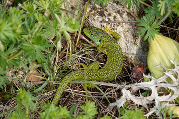 Westliche Smaragdeidechse (Lacerta bilineata)