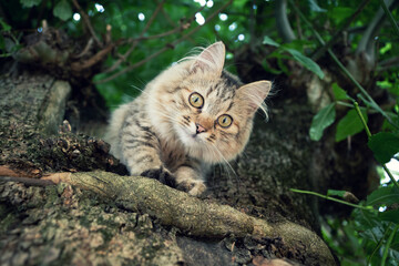 Naklejka na ściany i meble The cat climbed a tree and looks down