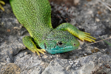 Westliche Smaragdeidechse (Lacerta bilineata)