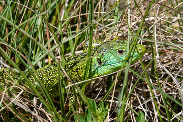 Westliche Smaragdeidechse (Lacerta, bilineata)